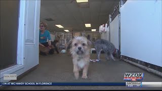 FDA warns about salmonella-laden dog food