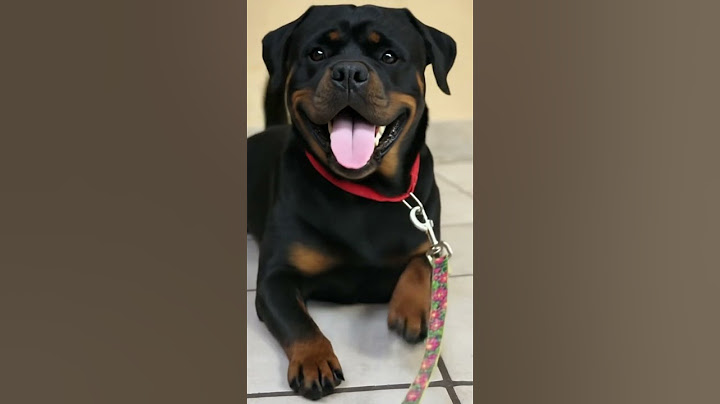My Rottie's "Deep Thinker" Face (He's Pondering the Treat Jar!) 🤔🐾