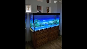 Tranh trang trí hồ cá 3D