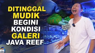 : UPDATE KONDISI GALERI JAVA REEF SESUDAH LEBARAN