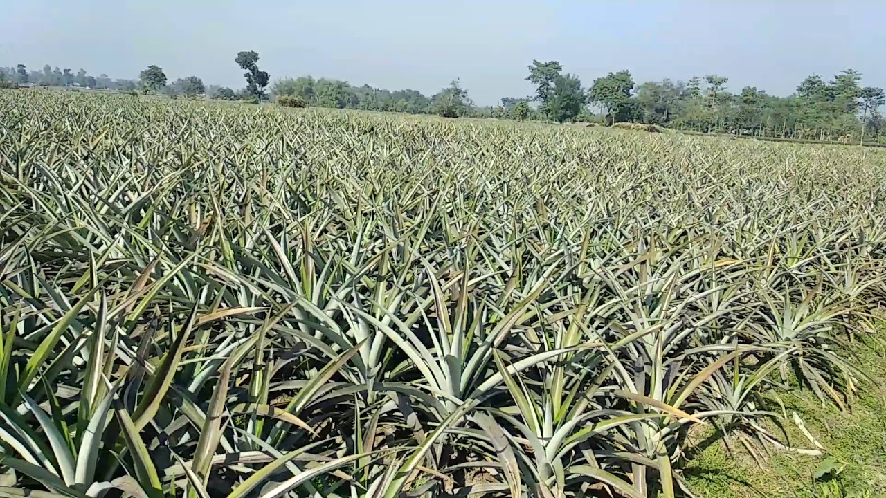 अनानास की खेती सिलीगुड़ी में Pineapple Farming in Siliguri , Indian YouTube