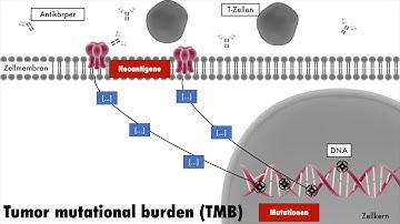 Tumor Mutational Burden (TMB)