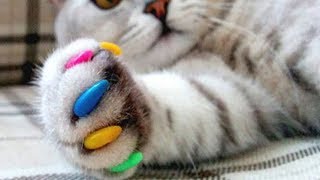 СИМУЛЯТОР Маленького КОТЕНКА. виртуальный питомец. мультяшная игра видео для детей СИМУЛЯТОР Маленького КОТЕНКА. виртуальный питомец. мультяшная игра видео для детей