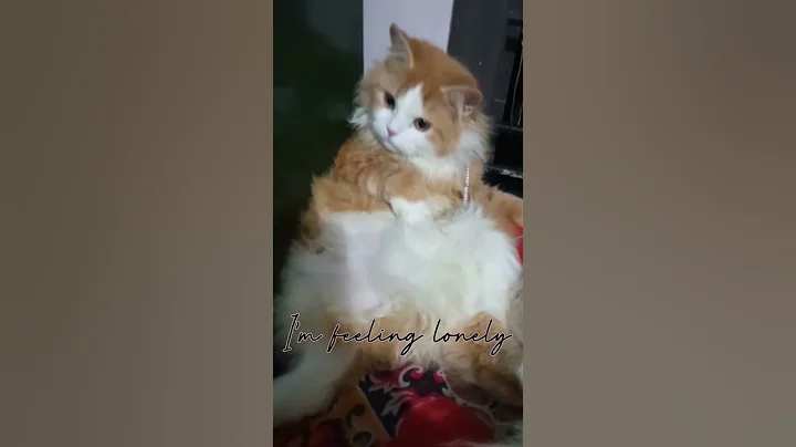 Watch the video about I'm feeling lonely😿|gingy😻|persion cat||doll face breed| #cat #trending #cutecat #catlover #cute