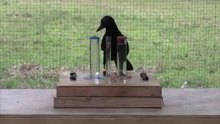 IQ test on crows | Crow's intelligence Level | Crows smartness Resimi