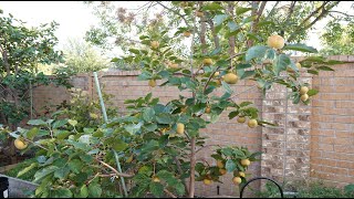 2024 Asian Pears Series Ep. 06 - End of The Season For Pears