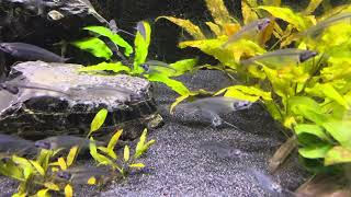 Unusual Fish परदरश मछल 透明魚 透明な魚 Ikan Transparan Cá Trong Suốt 투명한 물고기 Pez Transparente