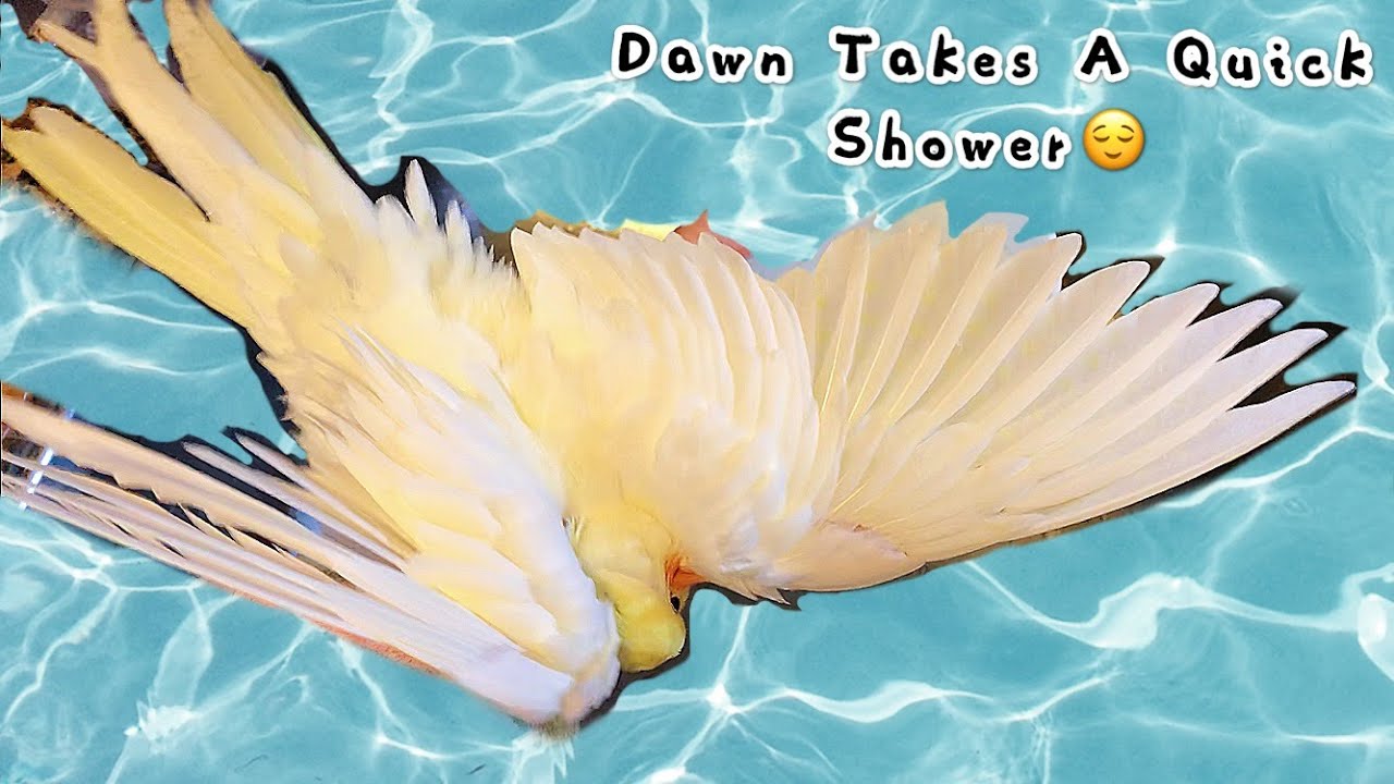 Happy Cockatiel Takes A Bath/Shower During Winter Legit parrot YouTube