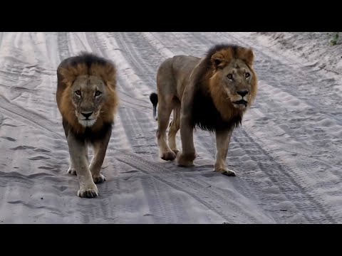 The Ngoma Lion Coalition Mad Eye And Pretty Boy 