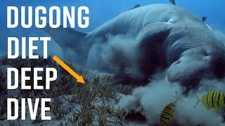 Tracking The Mysterious Cousins of Manatees