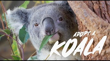 Adopt a Koala