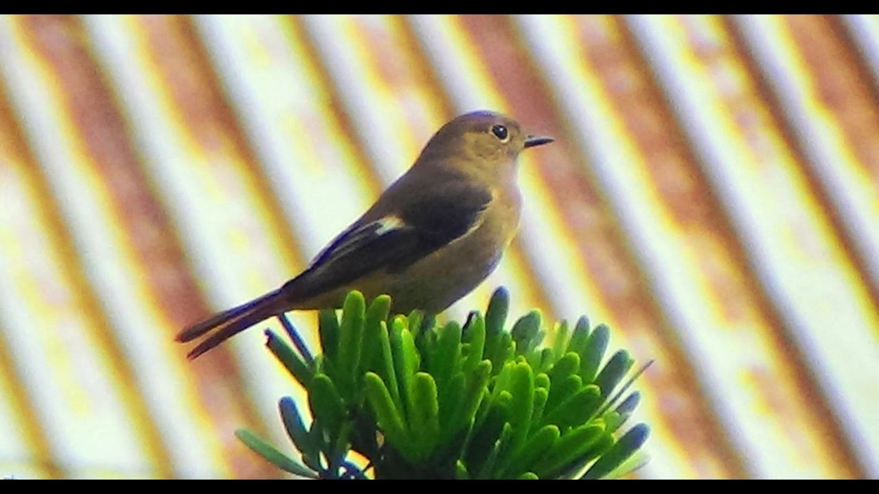 Female Daurian Redstart_ flying around the factory. 