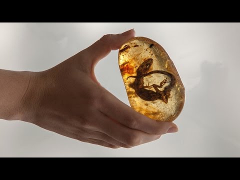 Vídeo: Los Paleontólogos Han Encontrado La Rana Más Antigua En ámbar - Vista Alternativa