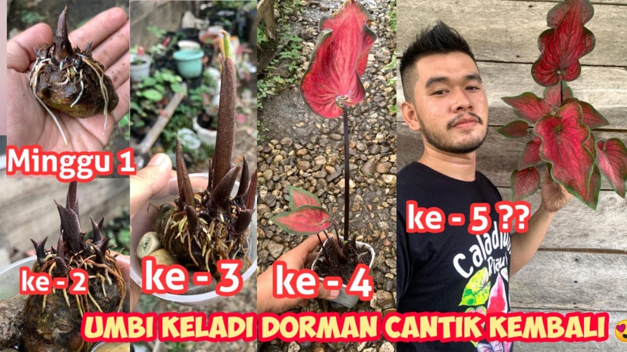 Pakai Kerikil... Cara Unik ini Bisa Menumbuhkan Umbi keladi Dorman,100% Berhasil dengan cara ini!
