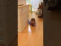 双子の日常：おやすみするよ〜のはずが…姉さんはおもちゃのトラップに引っかかった!!