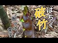 掘ってきた！『破竹(はちく)』 下処理と料理２品 和食レシピ