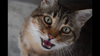 Funny Cats And Kittens Meowing Compilation 2017 by Lajeko Pet's 118 views 6 years ago 2 minutes, 41 seconds