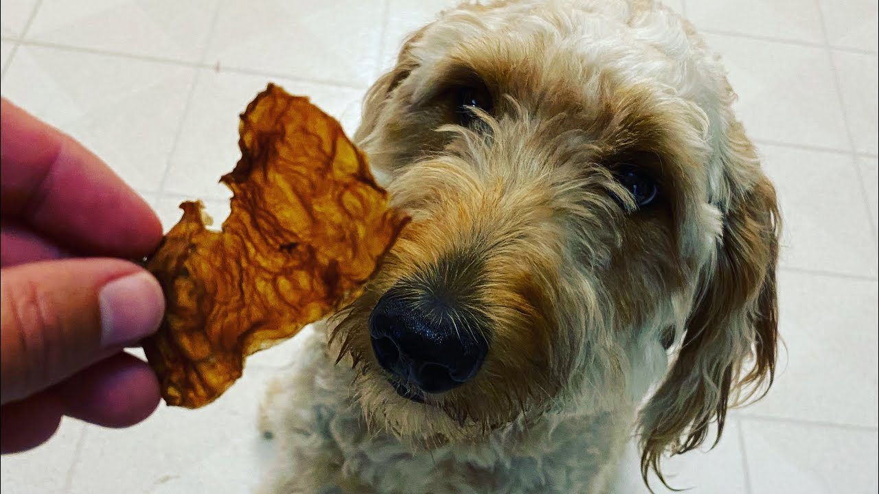 SCOBY Dog Treats Part 2/2 YouTube