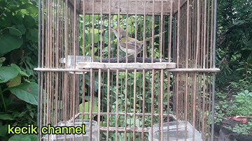 VARIASI TEMBAKAN PRENJAK LUMUT JANTAN #pancinganprenjaklumut #masteranprenjaklumut #prenjaklumut