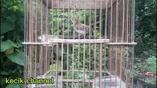 VARIASI TEMBAKAN PRENJAK LUMUT JANTAN #pancinganprenjaklumut #masteranprenjaklumut #prenjaklumut