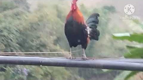 Gà mồi f1 rất sung : Qaib qus f1 khav heev nawb #  Và Tòng gà rừng 24: