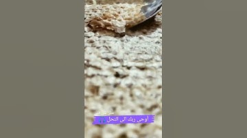 واوحى ربك الى النحل | تلاوة هادئة تبعت الطمأنينة في القلوب 🎧💙