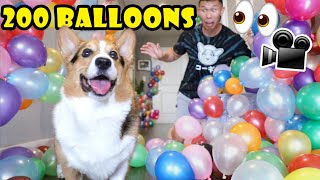 What Happens When Corgi's Left in Room w/200 Balloons? || Life After College: Ep. 689