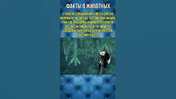 Где и как спит Панда #Shorts