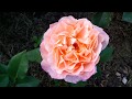 Августа Луиза-самая популярная и красивая ч/г роза!