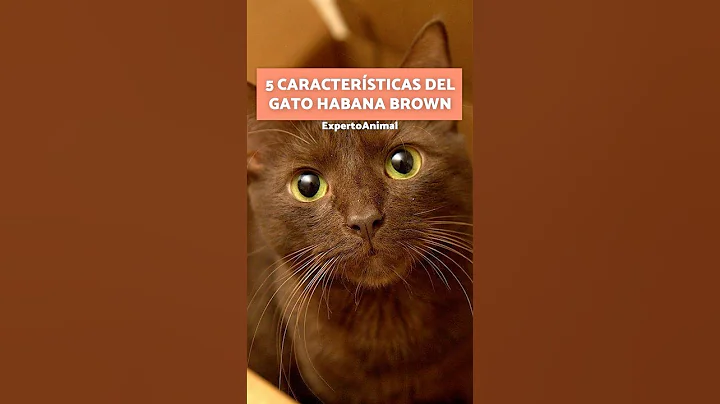 Video 11300051: havana brown cat, breed