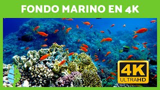 Música Relajante y Fondos Marinos 🐠🐡 Peces en ARRECIFES de CORAL en 4K