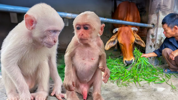 The Life of a Billionaire Rancher and His Baby Monkey Luna and NaNa