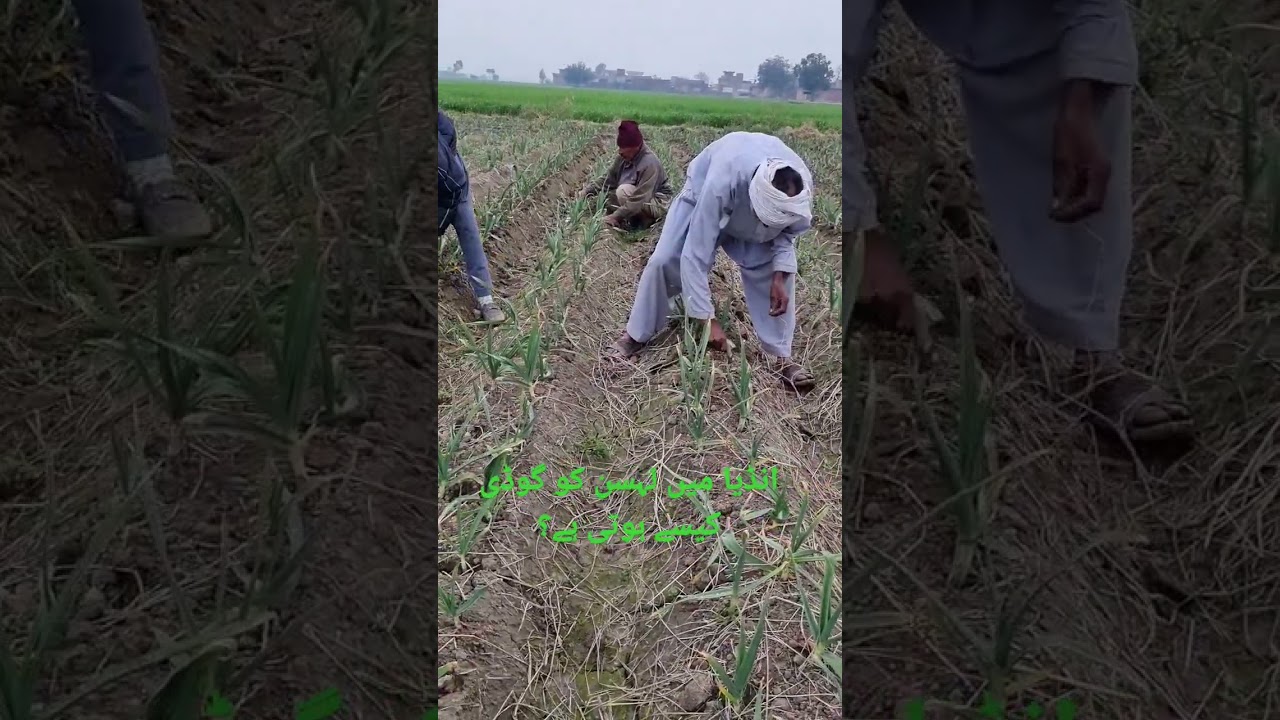 Narc G1 Lehsan in Pakistan | G1 Garlic Farming in Pakistan