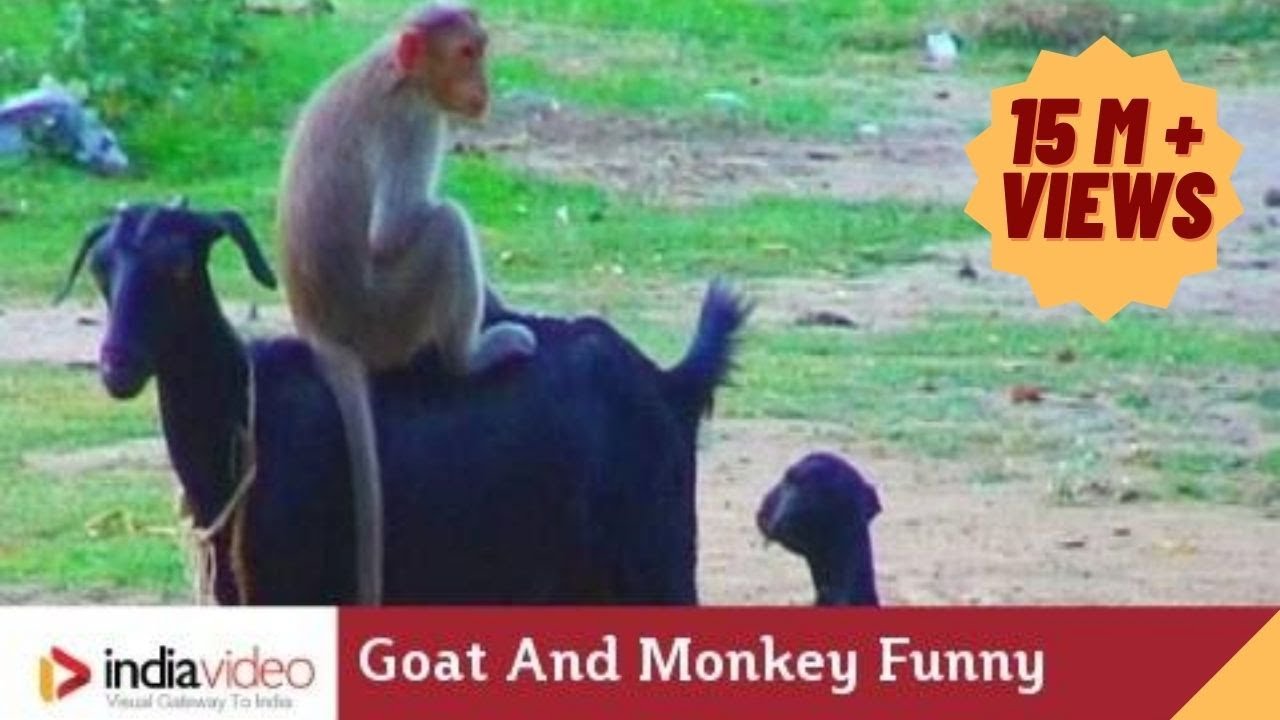 Goat And Monkey Funny Video India Video
