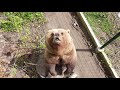 Медведь использует катушку как подставку