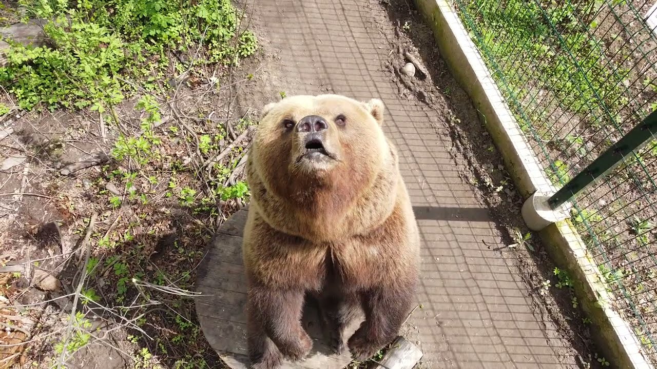 Домкрат и медведь