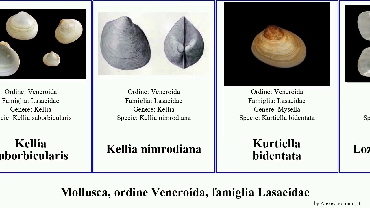 Mollusca, ordine Veneroida, famiglia Lasaeidae Kellia Borniola Nine ferruginosa Heads bidentata