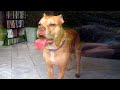 Funny Animal Videos 2022 😂Hilarious Dogs Make You Laugh All Day