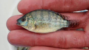 cá rô phi giống thái lan lớn siêu tốc lh 0865255680