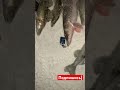 Рыбалка на вибы. Бешеный клев. Приманки на которые всегда клюет. Бешеный клев! #fishing