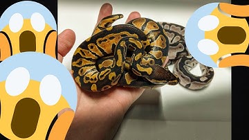 WHY ARE THEY ORANGE?! A New Dinker Project!!