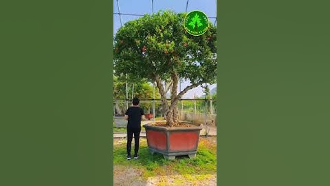 Lý Do Bạn Lên Trồng Cây lựu Cổ Ấn Độ| Nhà Vườn Vũ Tiến#shorts