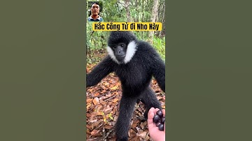 Hắc Công Tử Ơi Nho Này #hắccôngtử #độngvậthoangdã #animals