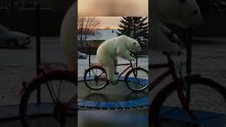 Polar Bear Rides a Bike… On a Trampoline?! 😂❄️