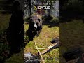 Icarus - how to fight a bear  #bear #fighting a bear