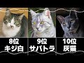 人気の猫柄トップ10|日本に多い猫の柄は?毛色の特徴や性格