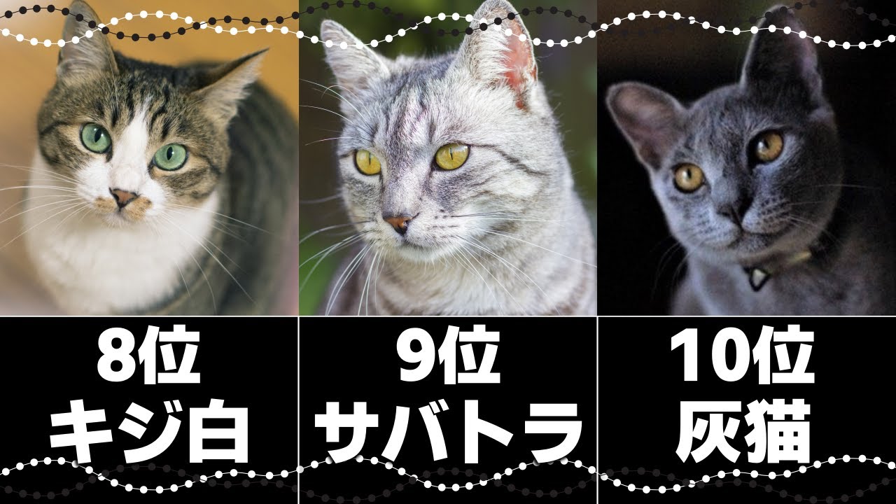 人気の猫柄トップ10｜日本に多い猫の柄は？毛色の特徴や性格