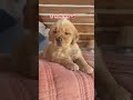 golden retriever one year transformation