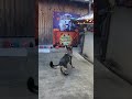 弘法も筆の誤りなんちゃってカイちゃん#ジャーマンシェパード#屋根コロコロ#エラー