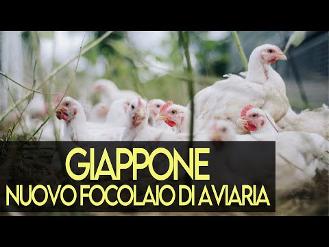 Giappone: nuovo focolaio di influenza aviaria